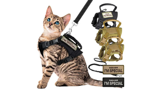 Is a No-Pull Harness Worth It for Training?